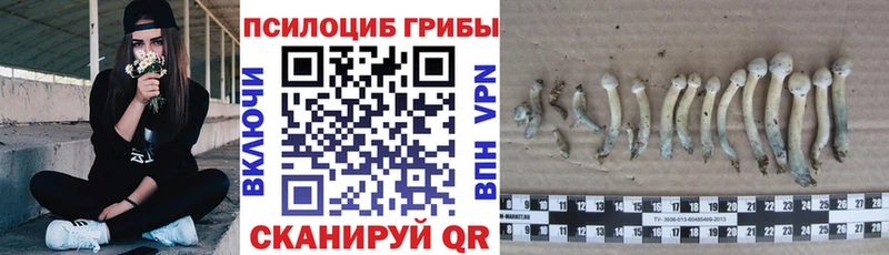 Псилоцибиновые грибы Cubensis  Жуков 