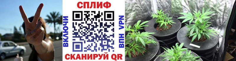 Марихуана планчик  Жуков 